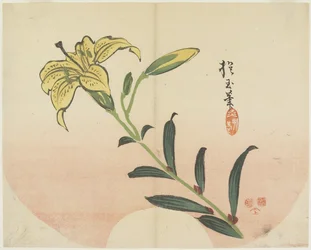 Lily, 1839